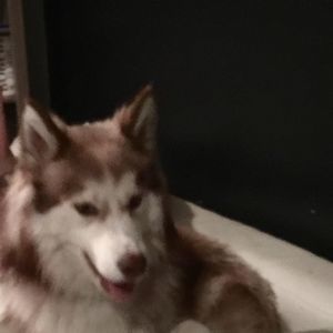 Meet your Posher, Siku